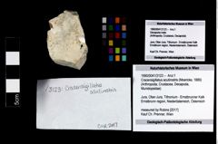 Foto (Objekt + Etikett) von Cracensigillatus acutirostris (Moericke, 1889)  (NHMW-GEO-1990-0041-3123)